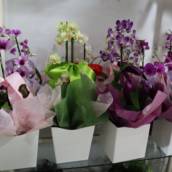 Flores