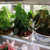 Plantas
