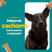 Soluço de cachorro, como resolver o encômodo?