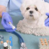 Farmácia Veterinária