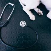 Consulta Veterinária