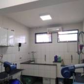Banho e Tosa 