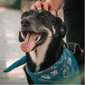Treinamento para creche pet em Bauru