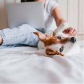Tratamento para cachorro que late muito em Bauru