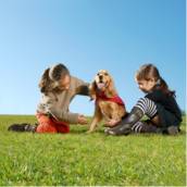 Tratamento para cachorro muito agitado e Bauru