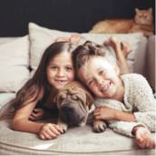 Tratamento para socialização de cachorro em Bauru
