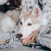 Tratamento para problema comportamental de cachorro em Bauru