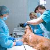 Pós-Graduação em Cirurgia Veterinária de Pequenos Animais em EAD em Bauru e Região