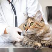 Pós-Graduação em Clínica médica de Pequenos Animais em EAD em Bauru e Região