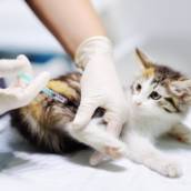 Pós-Graduação em Análises Clínicas em Medicina Veterinária em EAD em Bauru e Região