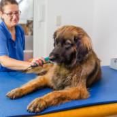 Pós-Graduação em Reabilitação e Fisioterapia de Cães e Gatos em EAD em Bauru e Região
