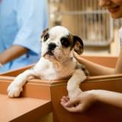Pós-Graduação em Resgate Técnico, Socorrismo e Salvamento Animal em Ambiente Urbano e em Desastres em EAD em Bauru e Região