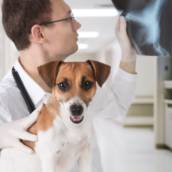 Pós-Graduação em Diagnóstico por Imagem de Pequenos Animais em EAD em Bauru e Região