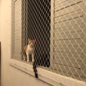 Tela de Proteção Para Animais