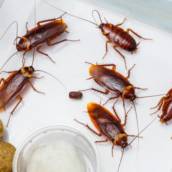 Desinsetização de Insetos rasteiros