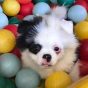 Hotel para Cachorro em Bauru