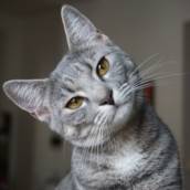 Hotel para Gato em Bauru
