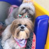 Creche para Cachorro em Bauru