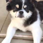 Hotel para Cachorro 24h em Bauru