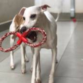 Hotel para Cães em Bauru