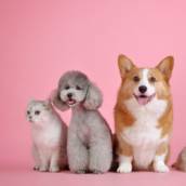 Creche Para Pet