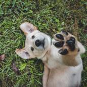 Terapia Canina