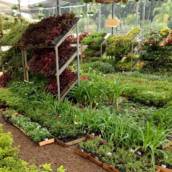 Venda de Plantas: Beleza Natural para seu Espaço em Florianópolis