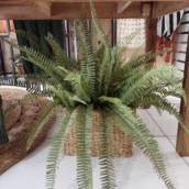 Planta para Decoração