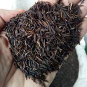  Casca de Arroz Carbonizada – Sustentabilidade e Eficiência para o Solo em Avaré/SP