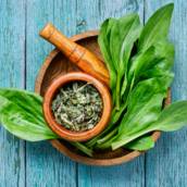 Terapeuta de Plantas Medicinais em Bauru