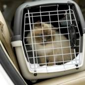 Taxi dog