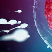 Inseminação artificial