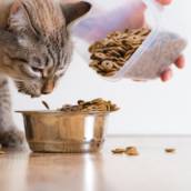 Ração para gato