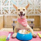 Ração para cachorro 