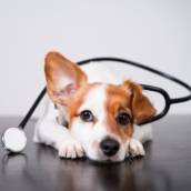 Remédio veterinário