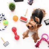 Acessórios para pet
