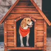 Casinha para pet 