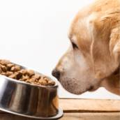 Ração para cachorro 