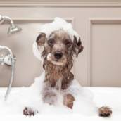 Produtos para banho para pet 