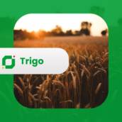 Trigo Brasileiro Premium