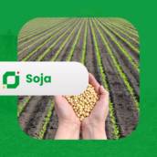 Soja