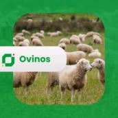 Ovinos
