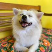 Creche para cachorros em Bauru