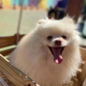 Hotel para cachorro em Bauru