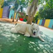 Day Use na Creche Pet em Bauru
