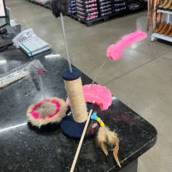 Acessórios para gatos 