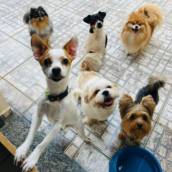 Creche para pet