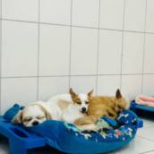 Hotel para cachorro em Botucatu
