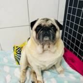 Hospedagem para pet