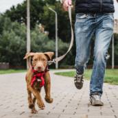 Dog walker (passeadores de cães) em Bauru